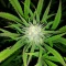Brains Damage (K.C. Brains Seeds) Cannabis-Samen