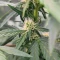Candy Cane Mango Autoflower feminisierte Samen (Seedkeepers)