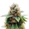 Colorene Kush (Cali Connection Seeds)