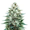 Copacabana Auto (Flash Seeds)