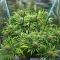 Durban Poison Autoflower feminisierte Samen (Seedkeepers)