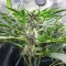 Easy Bud Auto (RQS) Cannabis-Samen