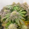 Ghost Train Power feminisierte Samen (Original Sensible Seeds)