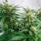 K.C. 48 Auto (K.C. Brains Seeds) Cannabis-Samen