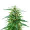 K.C. 48 Auto (K.C. Brains Seeds) Cannabis-Samen