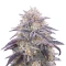 King's Juice Auto (GHS)