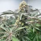 Lemon Jack Autoflower feminisierte Samen (Seedkeepers)