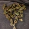 Mango Cherry Runtz Auto (Fast Buds)