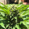 Original Juan Herer (Delicious Seeds) Cannabis-Samen