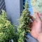 Panama Haze Regular (Ace Seeds)