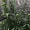 Planet Of The Grapes Auto (Ethos Genetics)