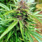 Pure Kush (Original Sensible Seeds) Cannabis-Samen