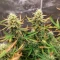 Royal Purple Kush Auto (Emerald Triangle Seeds) Cannabis-Samen