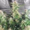 Skywalker Autoflower feminisierte Samen (Seedkeepers)