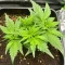 Super Boof Auto feminisierte Samen (Fast Buds)