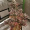 Trop Cherry (Original Sensible Seeds)