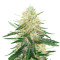 Ztrawberriez Auto feminisierte Samen (Fast Buds)