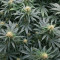 Northern Lights 10 of 10 feminisierte Samen (Seedkeepers)