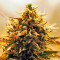 Jack 47 Auto (Sweet Seeds) Cannabis-Samen