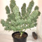 Auto Purple Gorilla (Short Stuff Seeds) Cannabis-Samen