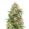 Auto Skunk 47 (Advanced Seeds) Cannabis-Samen