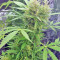 BCN Power Plant Autoflower (Seedstockers) Cannabis-Samen
