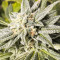 Biker Kush (Karma Genetics) Cannabis-Samen