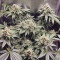 Black Jack (Sweet Seeds) Cannabis-Samen