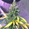 Blue Cheese (Big Buddha Seeds) Cannabis-Samen