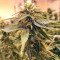 Buzz Light Gear (Dr. Krippling Seeds) Cannabis-Samen