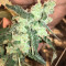 Cinderella 99 Regular (Brothers Grimm Seeds) Cannabis-Samen