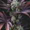 French Macaron (Gelato 33 x French Cookies) (T.H. Seeds) Cannabis-Samen