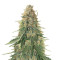 Girl Scout Cookies Auto (Garden Of Green) Cannabis-Samen