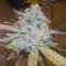Headstash (Karma Genetics) Cannabis-Samen