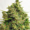 Malawi x PCK (Ace Seeds) Cannabis-Samen