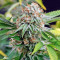 Sapphire OG (Humboldt Seeds Organization) Cannabis-Samen