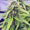 Strawberry Gum (Advanced Seeds) Cannabis-Samen