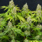 Trainwreck (Humboldt Seeds Organization) Cannabis-Samen