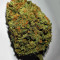 Z Auto (Original Sensible Seeds) Cannabis-Samen