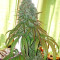 Zombie Kush (Ripper Seeds) Cannabis-Samen