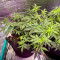 Auto Super OG Kush (Pyramid Seeds) Cannabis-Samen