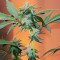 Caramelo Early Version (Delicious Seeds)