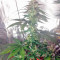 Cream Caramel Auto (Sweet Seeds) Cannabis-Samen
