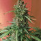 DO-SI-DOS (Cali Buds Seeds) Cannabis-Samen