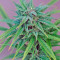 Exodus Cheese (GHS) Cannabis-Samen