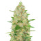 Extreme Impact Auto (Heavyweight Seeds) Cannabis-Samen
