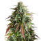 Girl Scout Cookies Auto (Auto Seeds) Cannabis-Samen