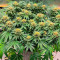 Girl Scout Cookies Fast Version feminisierte Samen (EGS)