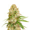 GG#4 Original Glue (Cali Buds Seeds) Cannabis-Samen