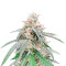 Green Crack Punch (Green Punch) (RQS) Cannabis-Samen